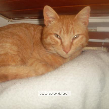 Foto 1/1 salem Chat perdido en Thoard
