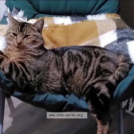 Foto 1/1 Nacci Chat perdido en Berjou