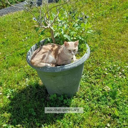 Foto 1/1 Uno Chat perdido en Rochefort 17300