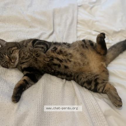 Foto 1/1 M. Lechat Chat perdido en Montmorency