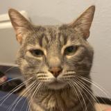 Foto del gato perdido en Marseille