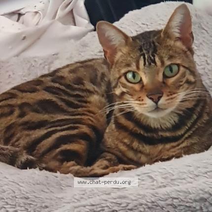 Foto 1/1 Duke Chat perdido en Prevessin
