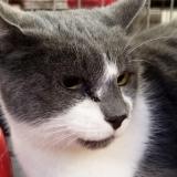 Foto del gato perdido en Joue Les Tours