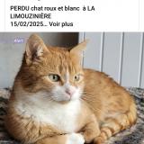 Foto del gato perdido en La Limouziniere