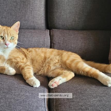 Foto 2/3 Onyx Chat perdido en La limouziniere