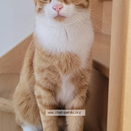 Foto 3/3 Onyx Chat perdido en La limouziniere