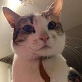 Foto del gato perdido en Montfort Le Gesnois