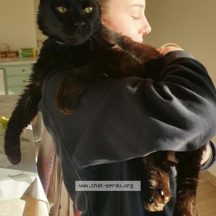 Foto 1/1 Ulysse Chat perdido en Montfaucon en velay