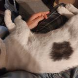 Foto del gato perdido en Messanges