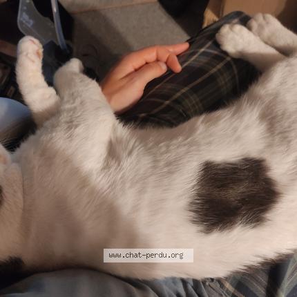 Foto 1/1 Bidou Chat perdido en Messanges