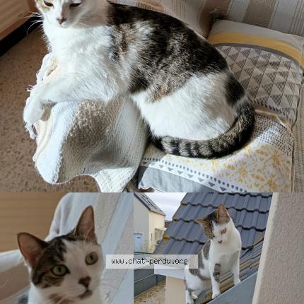 Foto 1/1 Nala Chat perdido en Saulnieres