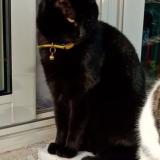 Foto del gato perdido en Prayssac