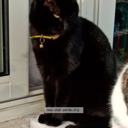 Foto 1/1 Reglisse Chat perdido en Prayssac