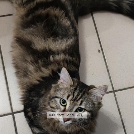 Foto 1/1 Chouchou Chat perdido en Rosieres en santerre