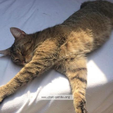 Foto 1/1 Tigrou Chat perdido en Cernay