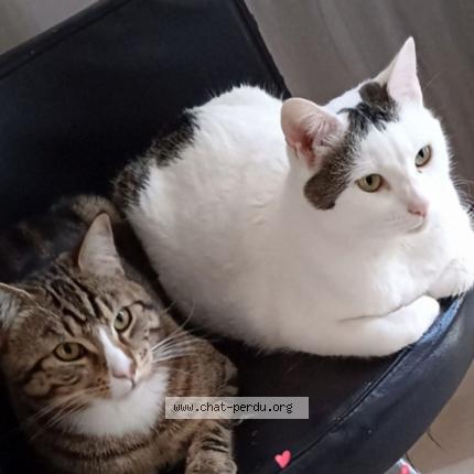 Foto 1/1 Gato encontrado Perdido en Draguignan