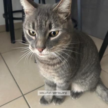 Foto 1/5 TIGROU Chat perdido en Cavalaire