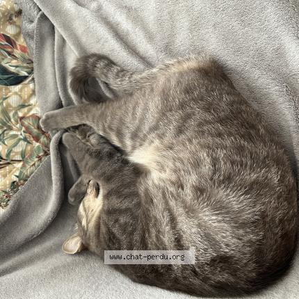 Foto 2/5 TIGROU Chat perdido en Cavalaire