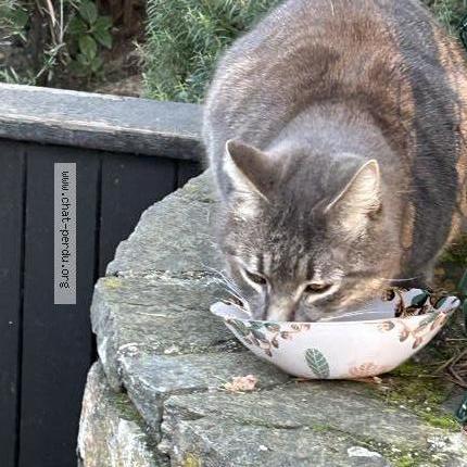 Foto 3/5 TIGROU Chat perdido en Cavalaire