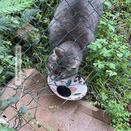 Foto 4/5 TIGROU Chat perdido en Cavalaire