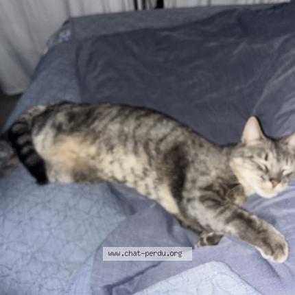 Foto 5/5 TIGROU Chat perdido en Cavalaire