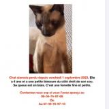 Foto del gato perdido en Saint Maurice L Exil