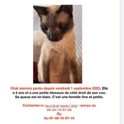 Foto 1/1 Minoucha Chat perdido en Saint maurice l exil