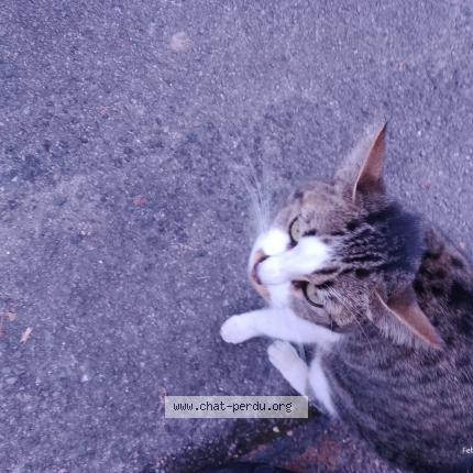 Foto 1/1 Gato encontrado Encontrado en Bourges