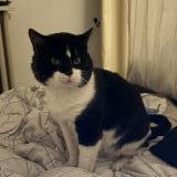 Foto del gato perdido en Lyon