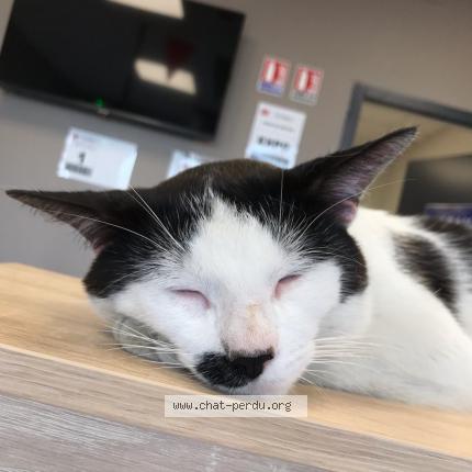 Foto 1/1 Chacha Chat perdido en Romilly sur seine