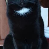 Foto del gato perdido en Grand Couronne