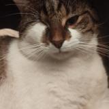 Foto del gato perdido en Fontenay Sous Fouronnes