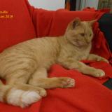 Foto del gato perdido en Chanay