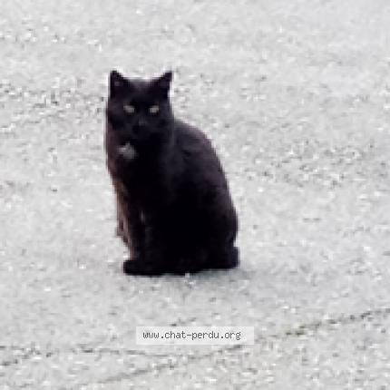 Foto 1/1 MAXOU Chat perdido en Gareoult