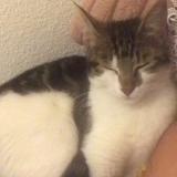 Foto del gato perdido en Morschwiller Le Bas