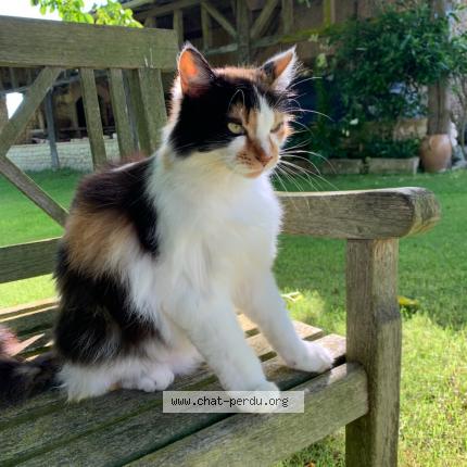 Foto 1/1 mimine Chat perdido en Baignes ste radegonde