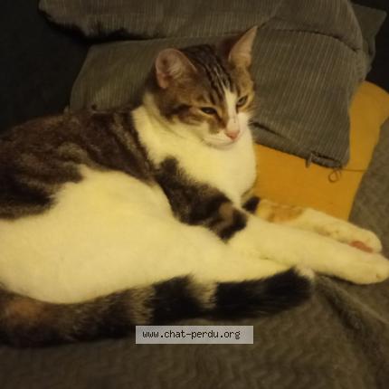Foto 1/1 Pirouette Chat perdido en Billom