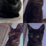 Foto del gato perdido en Masny