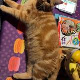 Foto del gato perdido en Marnaz