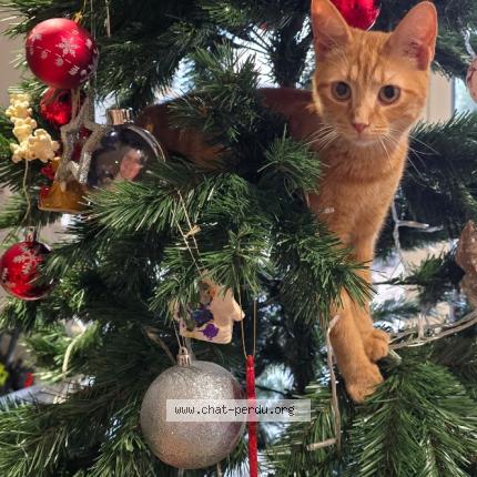 Foto 1/1 Vany Chat perdido en Serres