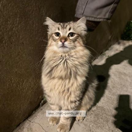 Foto 1/1 Gato encontrado Encontrado en Beziers