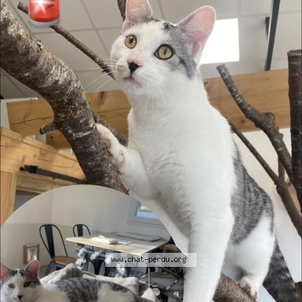 Foto 1/1 Viktor Chat perdido en Vars