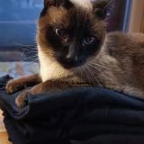 Foto del gato perdido en Nouzonville