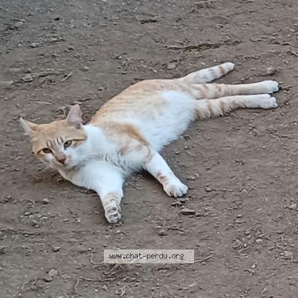 Foto 1/1 Gato encontrado Perdido en Lieu dit auteroche villossanges