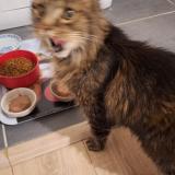 Foto del gato perdido en Chartres