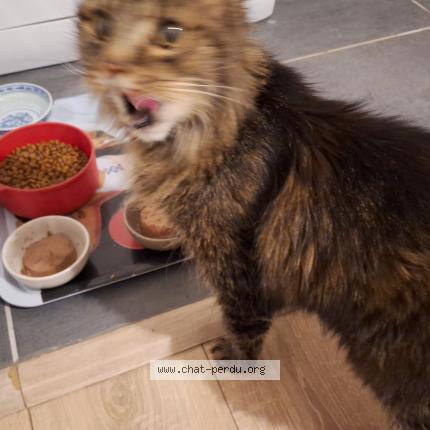 Foto 1/1 CRAPULE Chat perdido en Chartres