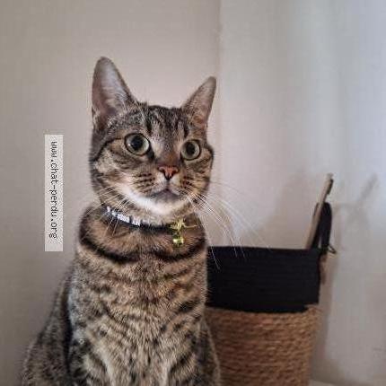 Foto 1/1 Junior Chat perdido en Liege