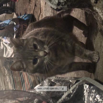 Foto 1/1 Gato encontrado Encontrado en Clermont ferrand