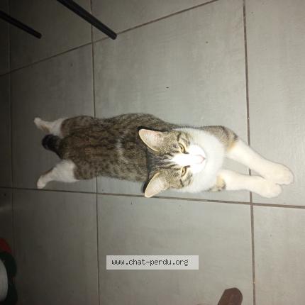 Foto 1/1 Gato encontrado Perdido en Montpellier