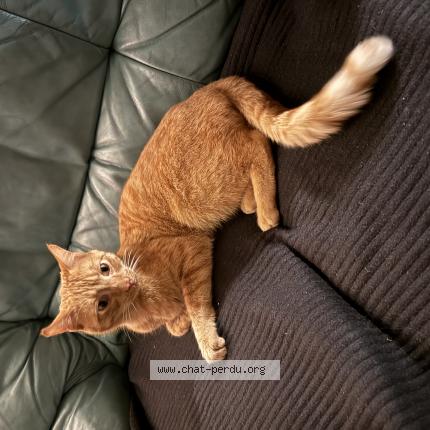 Foto 1/1 Gato encontrado Encontrado en Planches